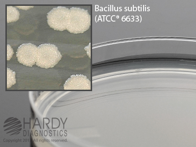 Antibiotic Medium #5