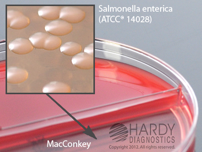 Bovine Blood Agar with Esculin/MacConkey Agar Biplate.