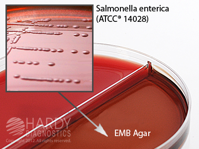 CNA Agar/EMB Agar