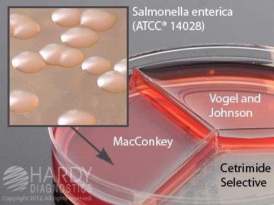 Cetrimide Selective Agar (CET) / MacConkey Agar (MAC) / Vogel and Johnson Agar (VJ), triplate