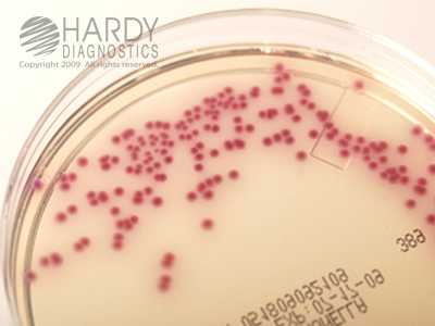 HardyCHROM Salmonella