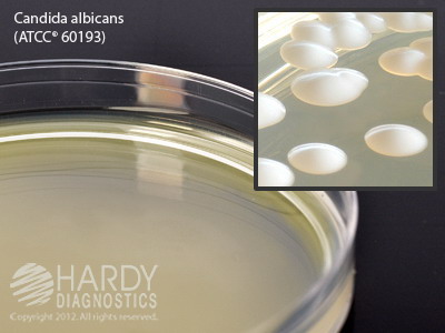 Sabdex Agar With Lecithin & Tween 80