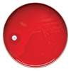 TAXO A disc. (Bacitracin)