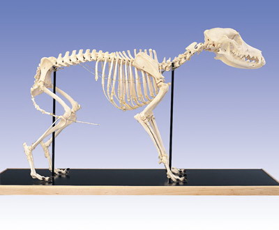 Dog Skeleton, Mounted