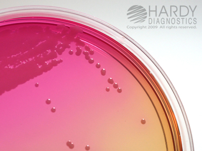 MDR Acinetobacter Medium