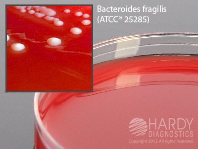 Brucella Agar With Hemin and Vitamin K