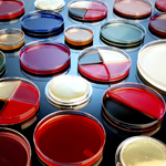 Brucella Agar without Ethyl Violet (MINIMUM ORDER: 10 packs)