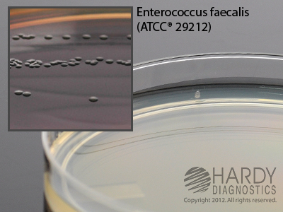 BEA (Bile Esculin Agar) with Azide, for Enterococcus, 15x100mm plate