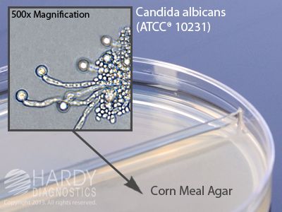 Corn Meal Agar with Tween 80