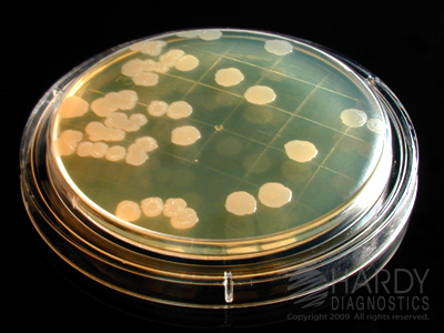 Tryptic Soy Agar (TSA) with Lecithin and Tween 80
