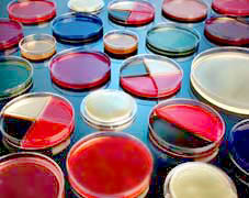 Universal Beer Agar